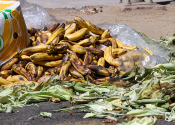 FAO commemorates International Food Loss and Waste Awareness Day with an important call to action