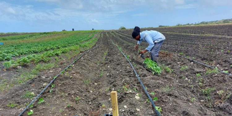 Water-Energy-Food-Environment Nexus Tools for enhanced climate resilience in Latin America and the Caribbean, one of the priority items during World Water Week