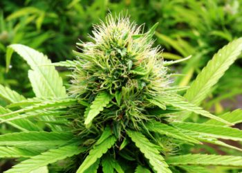 ST. KITTS AND NEVIS GOVERNMENT TO TAKE ACTIONS TO CREATE A SUSTAINABLE MEDICINAL CANNABIS INDUSTRY