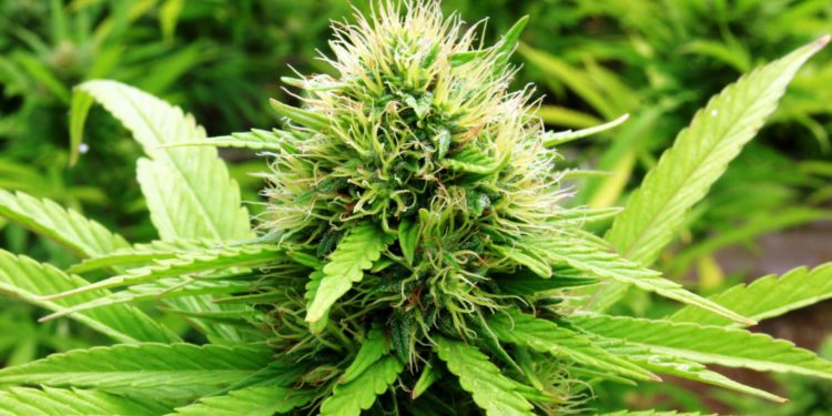 ST. KITTS AND NEVIS GOVERNMENT TO TAKE ACTIONS TO CREATE A SUSTAINABLE MEDICINAL CANNABIS INDUSTRY