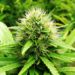 ST. KITTS AND NEVIS GOVERNMENT TO TAKE ACTIONS TO CREATE A SUSTAINABLE MEDICINAL CANNABIS INDUSTRY