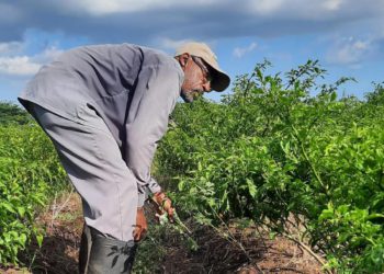 Boosting Climate Resilience of Farmers at Amity Hall Agro Park, Jamaica