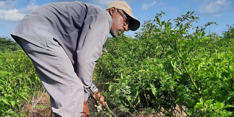 Boosting Climate Resilience of Farmers at Amity Hall Agro Park, Jamaica