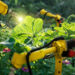 FAO report analyses how automation in agriculture is helping to transform agrifood systems