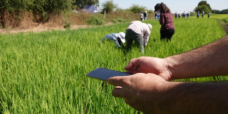 At COP 27, IICA will present a document on sustainable agriculture milestones from across the Americas showcasing the countries’ shared commitment to combating climate change and caring for the environment