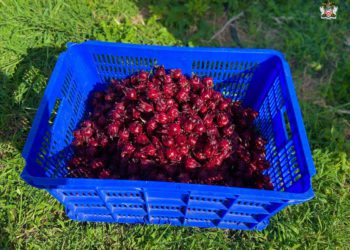 SORREL IS FEATURED PRODUCT AT 2022 AGRI-CHRISTMASNIGHT MARKET