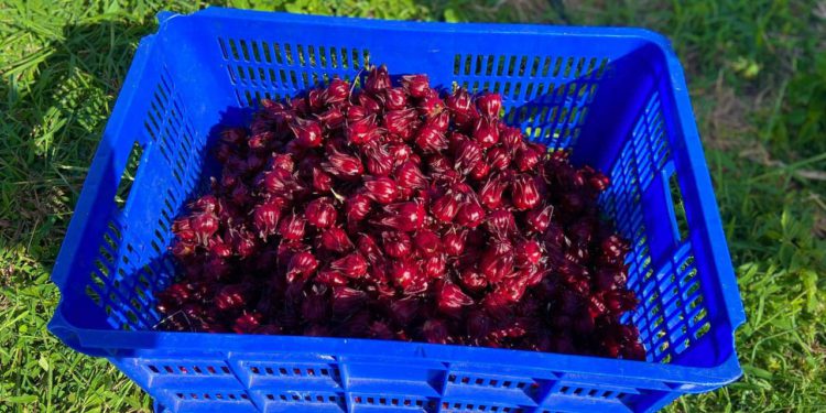 SORREL IS FEATURED PRODUCT AT 2022 AGRI-CHRISTMASNIGHT MARKET