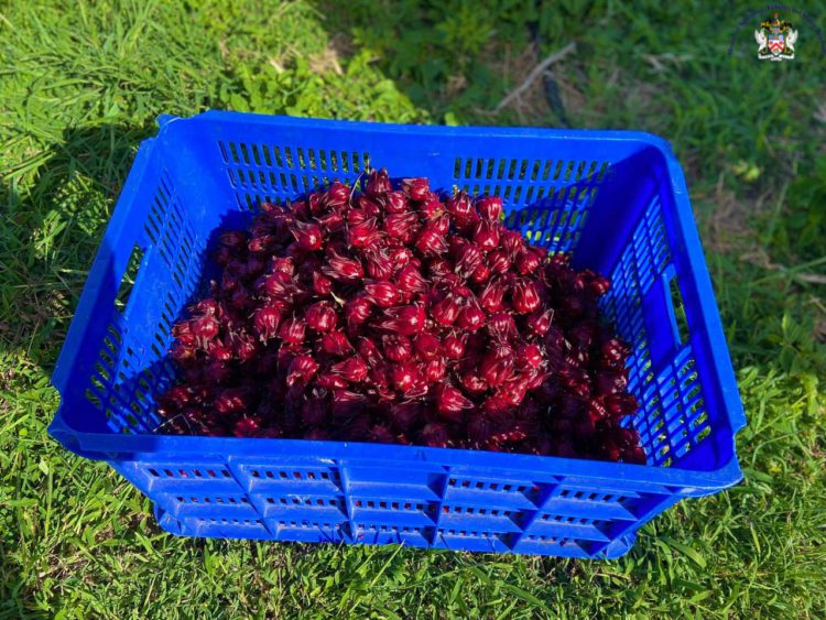 SORREL IS FEATURED PRODUCT AT 2022 AGRI-CHRISTMASNIGHT MARKET