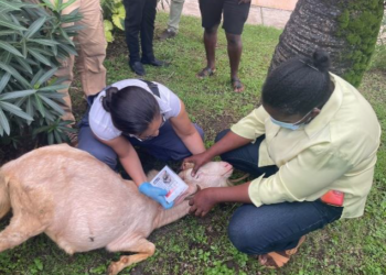 Small Ruminant Livestock Farmers and Stakeholders in Grenada receiveimportant training in Livestock Management and Production
