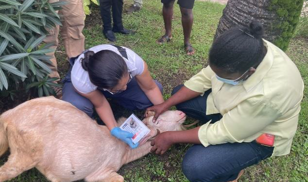 Small Ruminant Livestock Farmers and Stakeholders in Grenada receiveimportant training in Livestock Management and Production