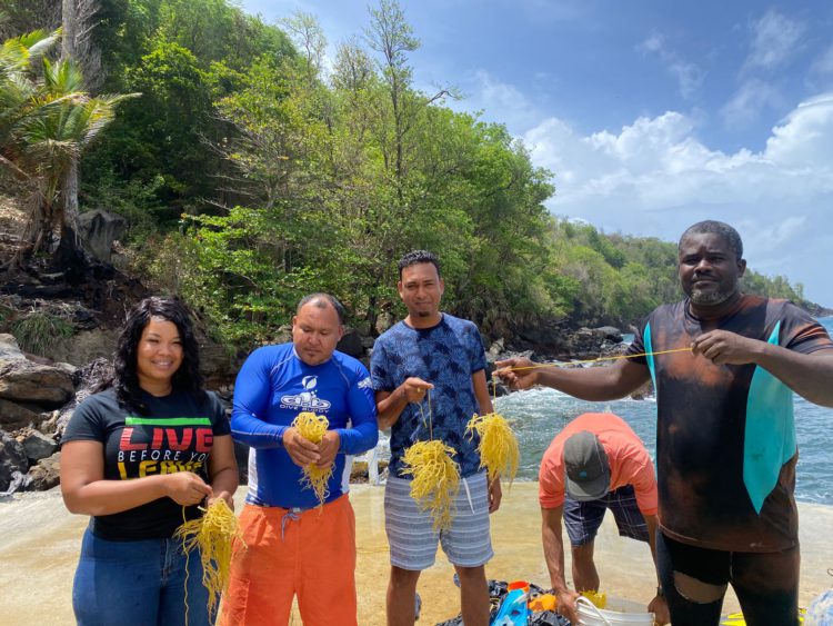 Cultivating Dominica’s seamoss industry from shore to land