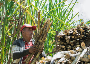 Panama is launching its State Agri-Food Policy, designed with assistance from IICA and aimed at making agriculture a driving force for economic and social development