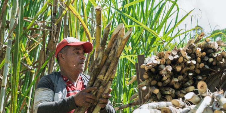 Panama is launching its State Agri-Food Policy, designed with assistance from IICA and aimed at making agriculture a driving force for economic and social development