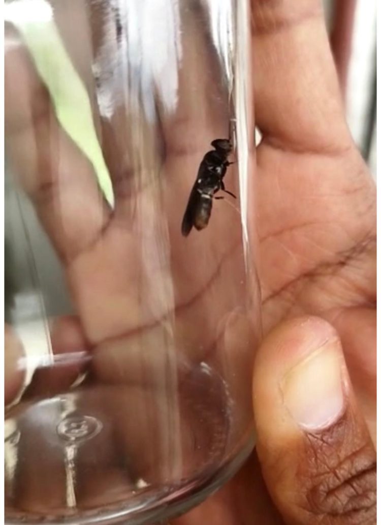 Insect production for animal feed in the Caribbean is a step closer to reality