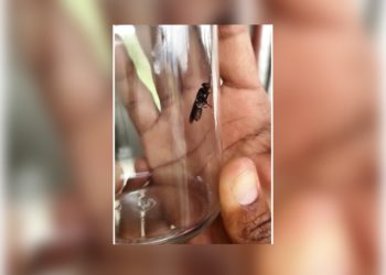 Insect production for animal feed in the Caribbean is a step closer to reality