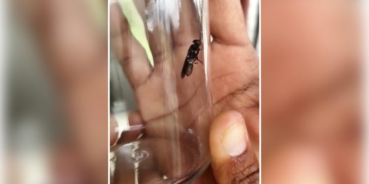 Insect production for animal feed in the Caribbean is a step closer to reality