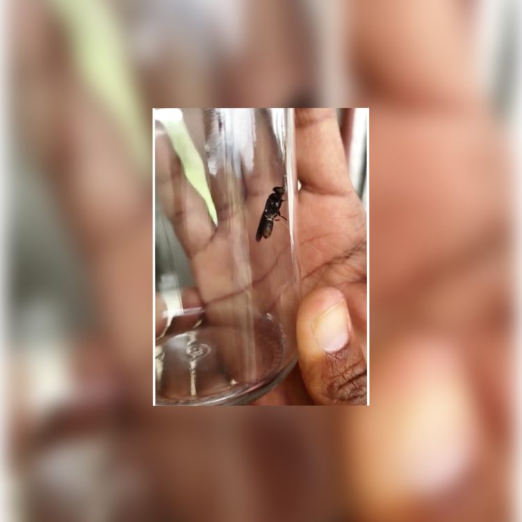 Insect production for animal feed in the Caribbean is a step closer to reality