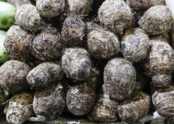 FAO launches Regional Projects to boost Food Production and Trade in the Caribbean