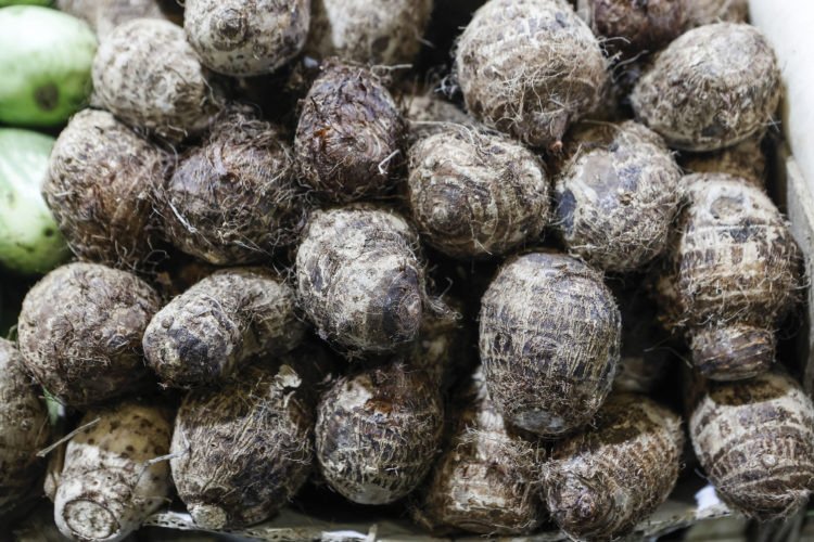 FAO launches Regional Projects to boost Food Production and Trade in the Caribbean