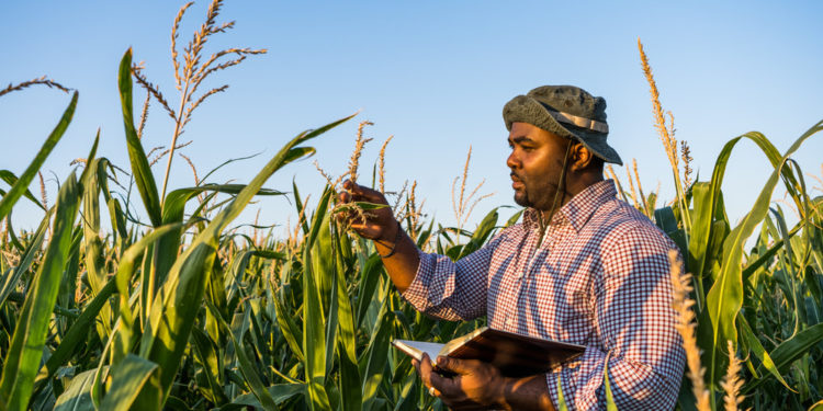 Caribbean Community Climate Change Centre (CCCCC) launches virtual platform on climate adaptation and risks with support from IICA