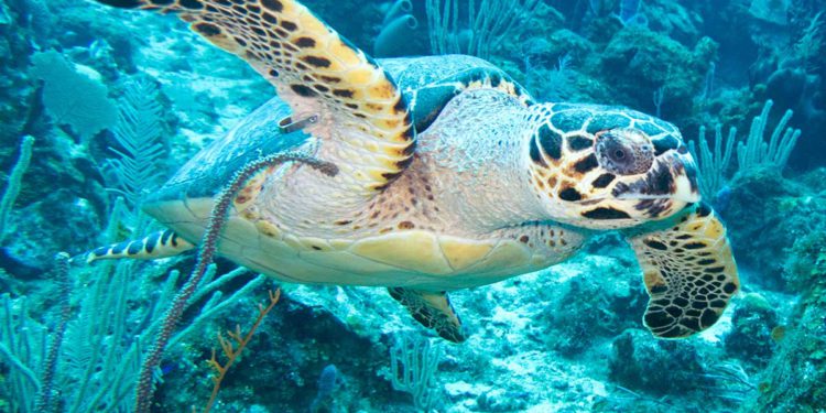 CAPTURE AND SALE OF MARINE TURTLES PROHIBITED BY LAW IN ST. KITTS AND NEVIS