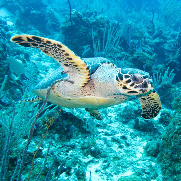 CAPTURE AND SALE OF MARINE TURTLES PROHIBITED BY LAW IN ST. KITTS AND NEVIS