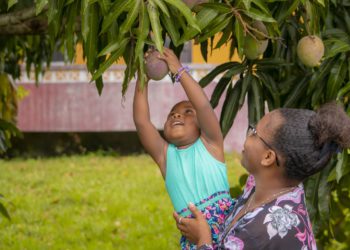 Caribbean food security at risk from the impact of disaster-related events