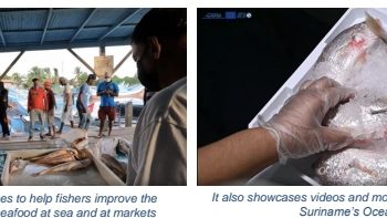 New Fisheries Food Safety Hub launched by IICA and CRFM under EU-funded project