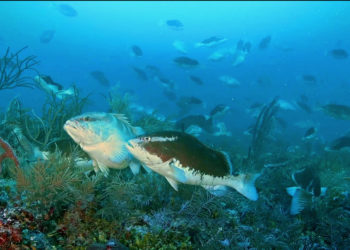 Urgent Back to Back WECAFC Meetings on Spawning Aggregations & Queen Conch in the Region