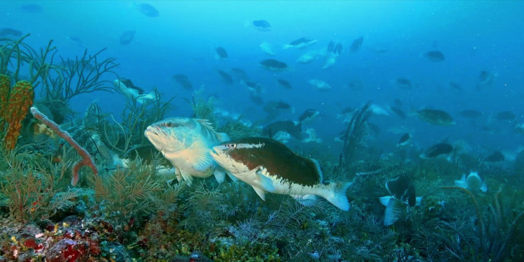 Urgent Back to Back WECAFC Meetings on Spawning Aggregations & Queen Conch in the Region