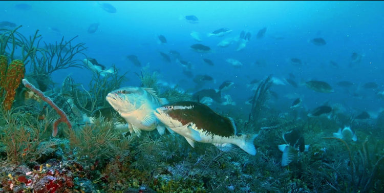 Urgent Back to Back WECAFC Meetings on Spawning Aggregations & Queen Conch in the Region