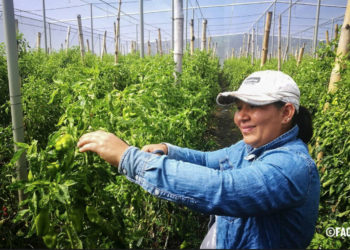 New FAO report: Women’s equality in agrifood systems could end food insecurity for 45 million people