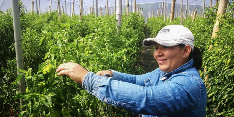 New FAO report: Women’s equality in agrifood systems could end food insecurity for 45 million people