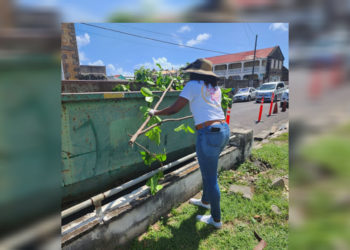 Ministry of Sustainable Development spearheads clean-up and landscaping in Independence Square