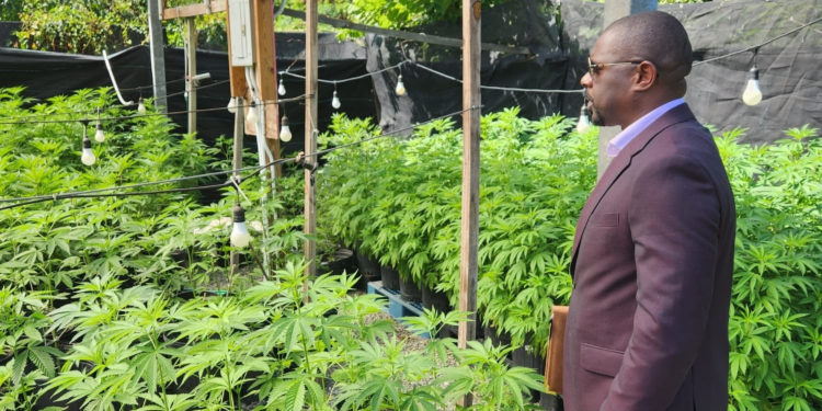 CANNABIS ACT NOW FULLY ACTIVATED