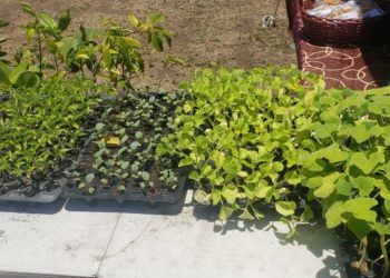 DEPARTMENT OF YOUTH EMPOWERMENT PROMOTES BACKYARD FARMING