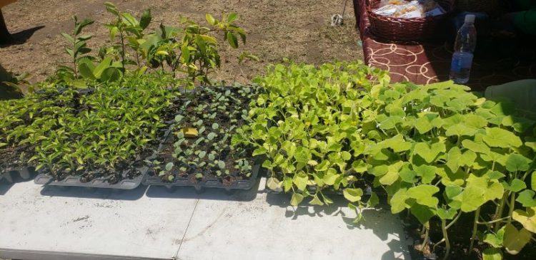 DEPARTMENT OF YOUTH EMPOWERMENT PROMOTES BACKYARD FARMING