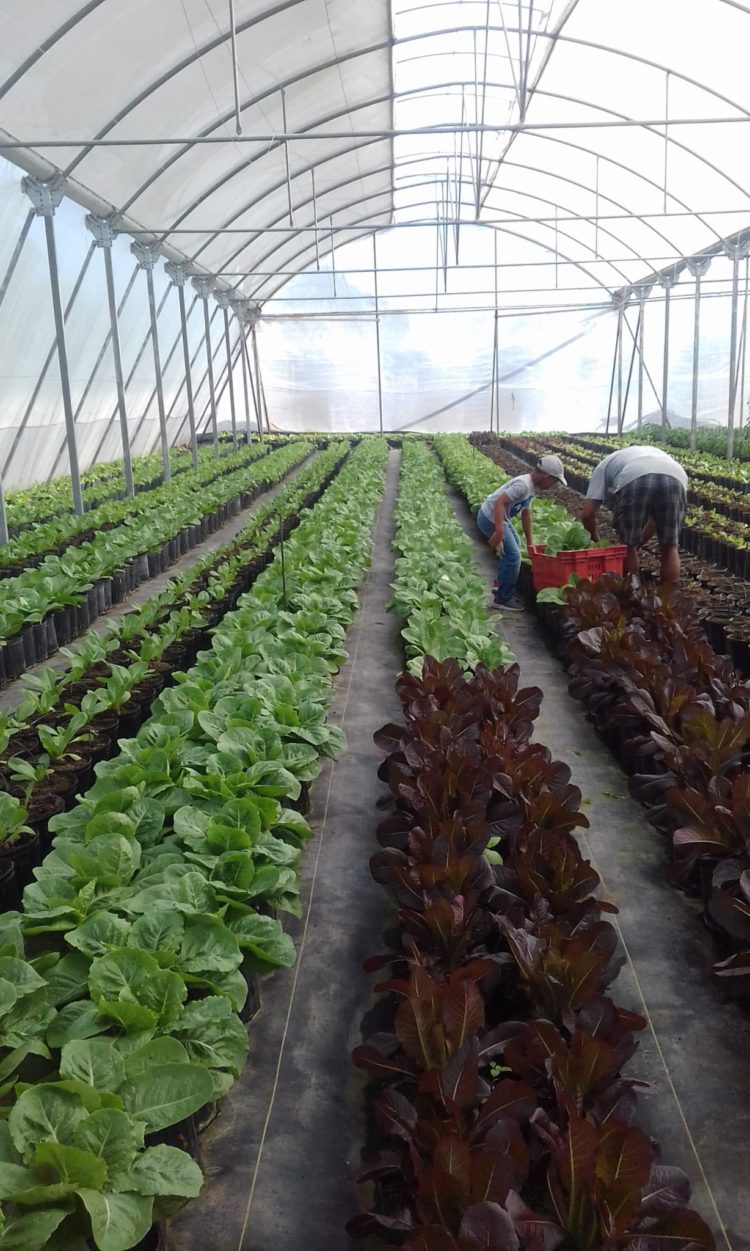 St Kitts and Nevis take steps to substitute lettuce and sweet pepper imports