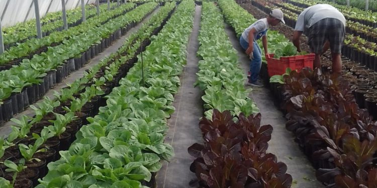 St Kitts and Nevis take steps to substitute lettuce and sweet pepper imports