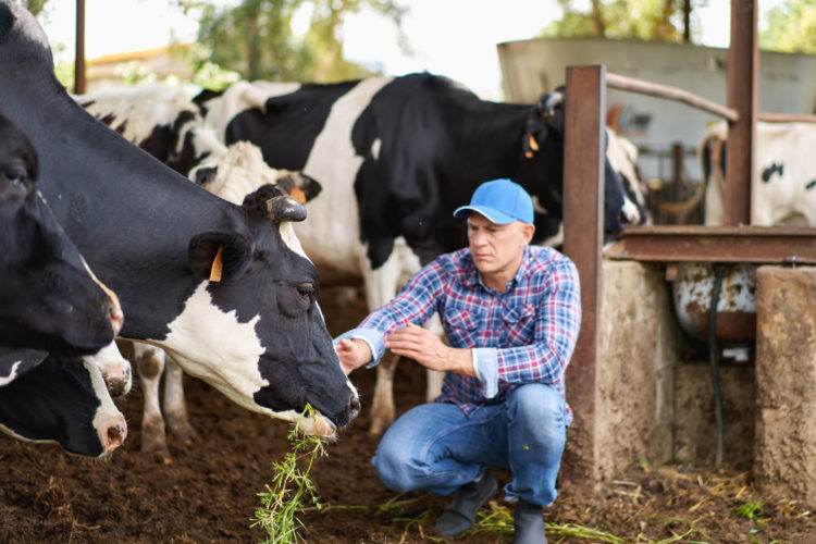 IICA Director General announces the Institute’s endorsement of the Dublin Declaration on the role of livestock production and highlighted the activity’s economic, social and nutritional benefits  