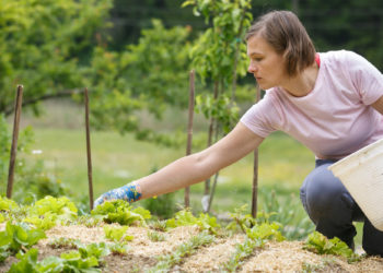 CIAT expert views agrosilvopastoral systems as the most efficient way to increase food production while also mitigating the effects of climate change