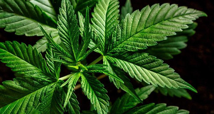 REQUEST FOR PROPOSALS: Advisory Services – Cannabis Cultivation, Information, Product Development and Retail Sales in St. Kitts