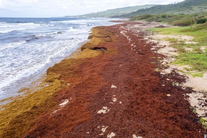 EU-CELAC SUMMIT 2023 RECOGNIZES RISING LEVELS OF SARGASSUM AS A THREAT TO THE CARIBBEAN’S BLUE ECONOMY