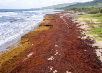 EU-CELAC SUMMIT 2023 RECOGNIZES RISING LEVELS OF SARGASSUM AS A THREAT TO THE CARIBBEAN’S BLUE ECONOMY