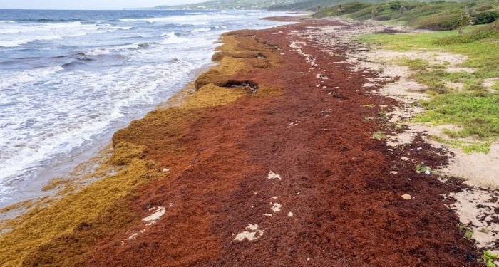 EU-CELAC SUMMIT 2023 RECOGNIZES RISING LEVELS OF SARGASSUM AS A THREAT TO THE CARIBBEAN’S BLUE ECONOMY