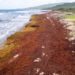 EU-CELAC SUMMIT 2023 RECOGNIZES RISING LEVELS OF SARGASSUM AS A THREAT TO THE CARIBBEAN’S BLUE ECONOMY
