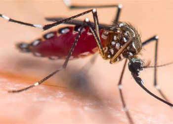 MINISTRY OF HEALTH PRESS RELEASE RE: VECTOR BORNE DISEASES INCLUDING DENGUE