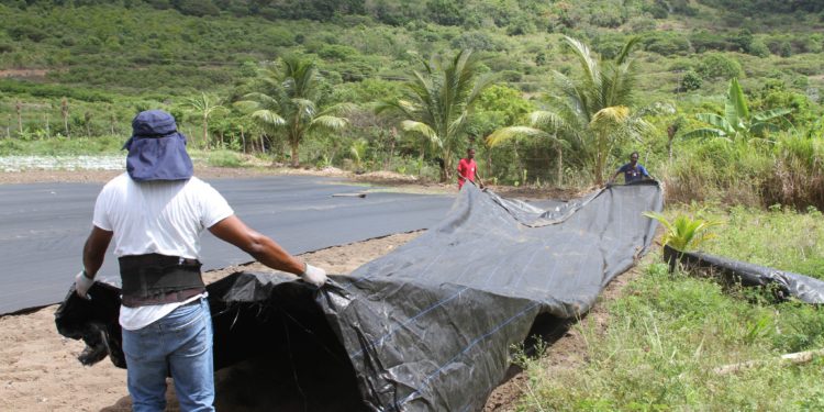 FARMERS EXTEND GRATITUDE TO GOVERNMENT AND MINISTRY OF AGRICULTURE FOR VITAL SUPPORT; FREE MATERIALS DISTRIBUTED AS PART OF 25 BY 25 INITIATIVE