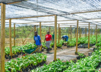 MINISTRY OF AGRICULTURE HANDS OVER THOUSANDS OF BANANA AND PLANTAIN SUCKERS TO FARMERS AND BACKYARD GARDENERS