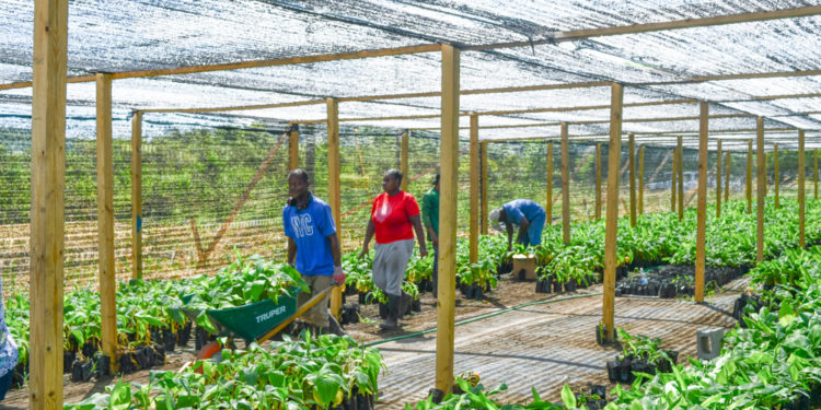 MINISTRY OF AGRICULTURE HANDS OVER THOUSANDS OF BANANA AND PLANTAIN SUCKERS TO FARMERS AND BACKYARD GARDENERS